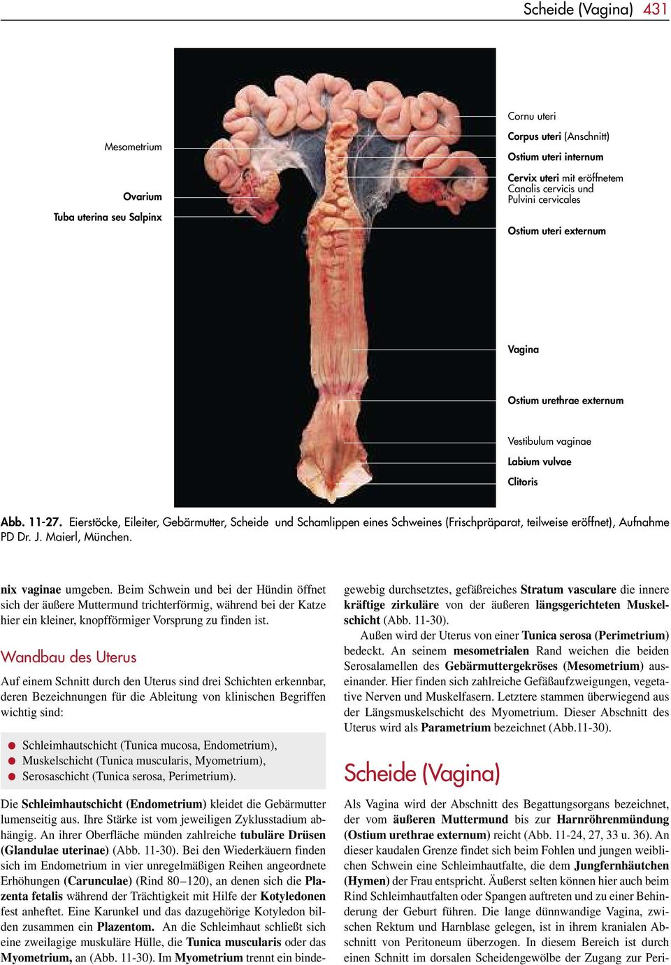 Eierstöcke, Eileiter, Gebärmutter, Scheide und Schamlippen eines Schweines (Frischpräparat, teilweise eröffnet), Aufnahme PD Dr. J. Maierl, München. nix vaginae umgeben.