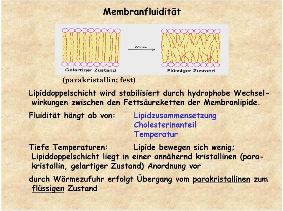 Fluidität hängt ab von: Lipidzusammensetzung Cholesterinanteil Temperatur Tiefe Temperaturen: Lipide bewegen sich