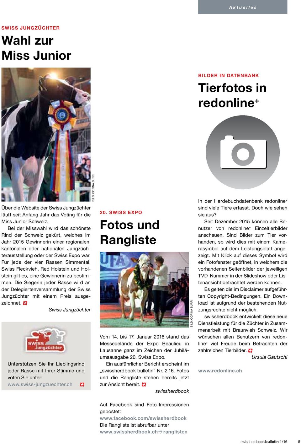 Für jede der vier Rassen Simmental, Swiss Fleckvieh, Red Holstein und Holstein gilt es, eine Gewinnerin zu bestimmen.