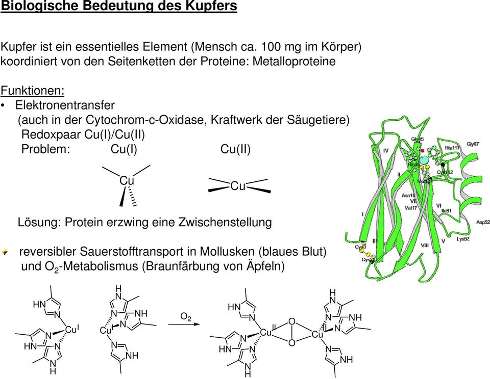 in der Cytochrom-c-xidase, Kraftwerk der Säugetiere) Redoxpaar (I)/(II) Problem: (I) (II) Lösung: Protein erzwing eine