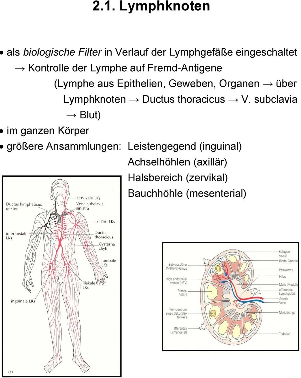 Lymphknoten Ductus thoracicus V.