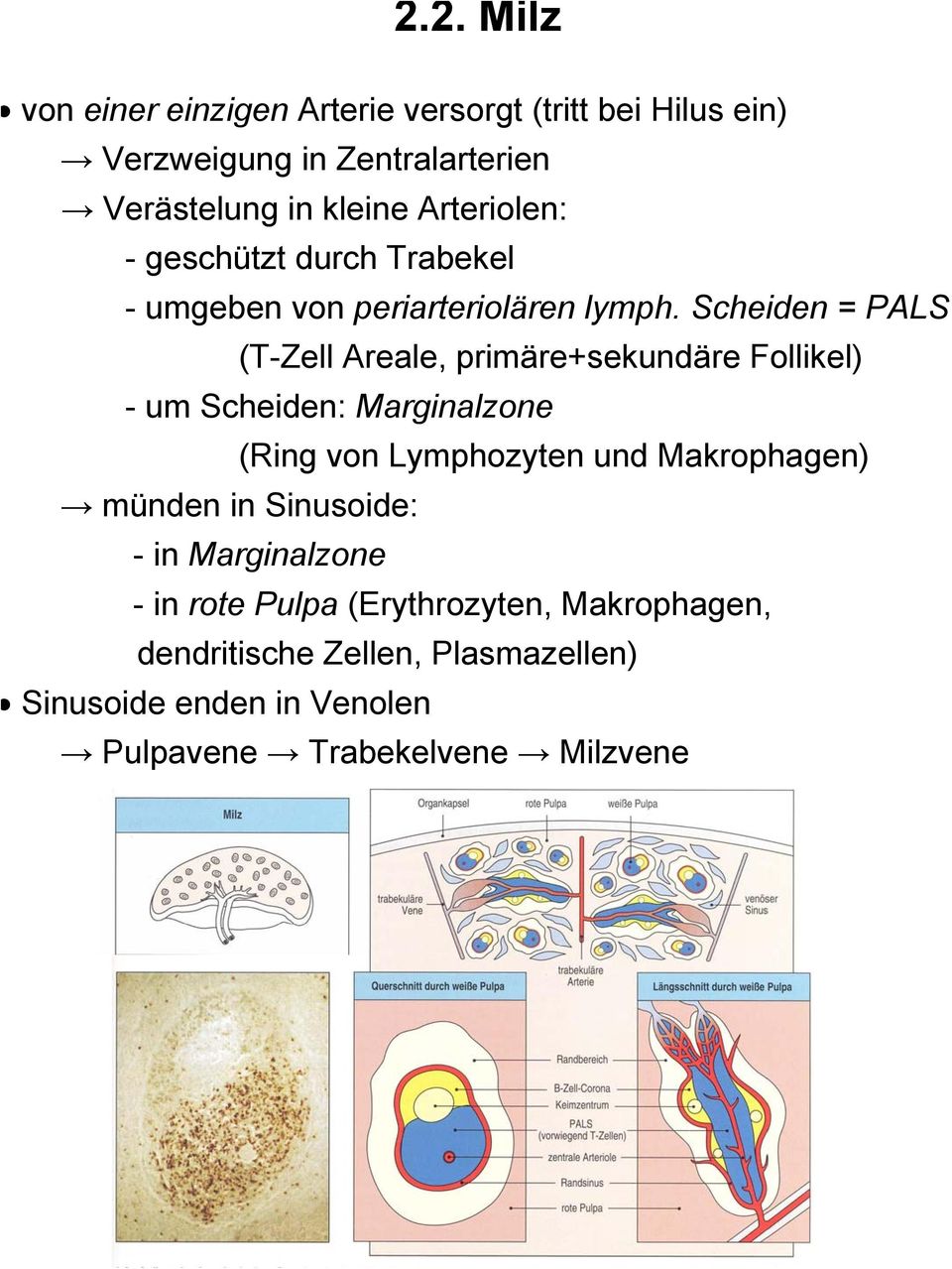 Scheiden = PALS (T-Zell Areale, primäre+sekundäre Follikel) - um Scheiden: Marginalzone (Ring von Lymphozyten und