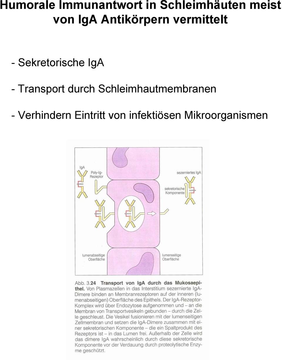 IgA - Transport durch Schleimhautmembranen -