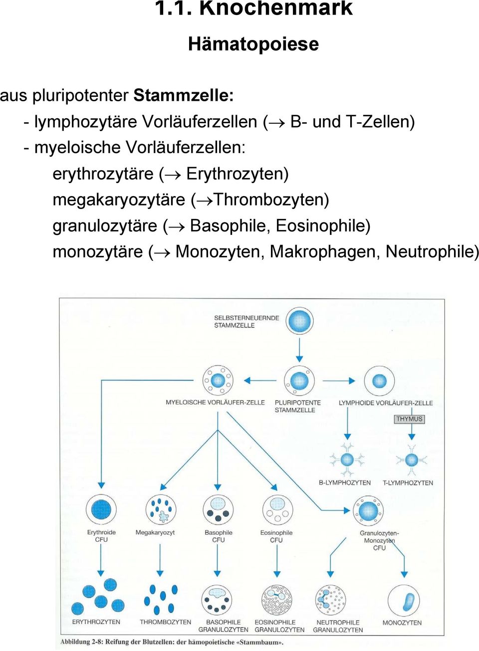 Vorläuferzellen: erythrozytäre ( Erythrozyten) megakaryozytäre (