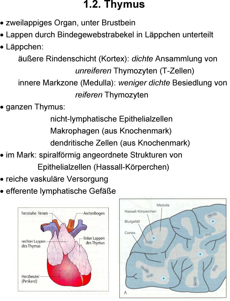 Thymozyten ganzen Thymus: nicht-lymphatische Epithelialzellen Makrophagen (aus Knochenmark) dendritische Zellen (aus Knochenmark) im