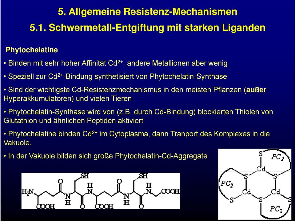 2+ -Bindung synthetisiert von Phytochelatin-Synthase Sind der wichtigste Cd-Resistenzmechanismus in den meisten Pflanzen (außer Hyperakkumulatoren) und