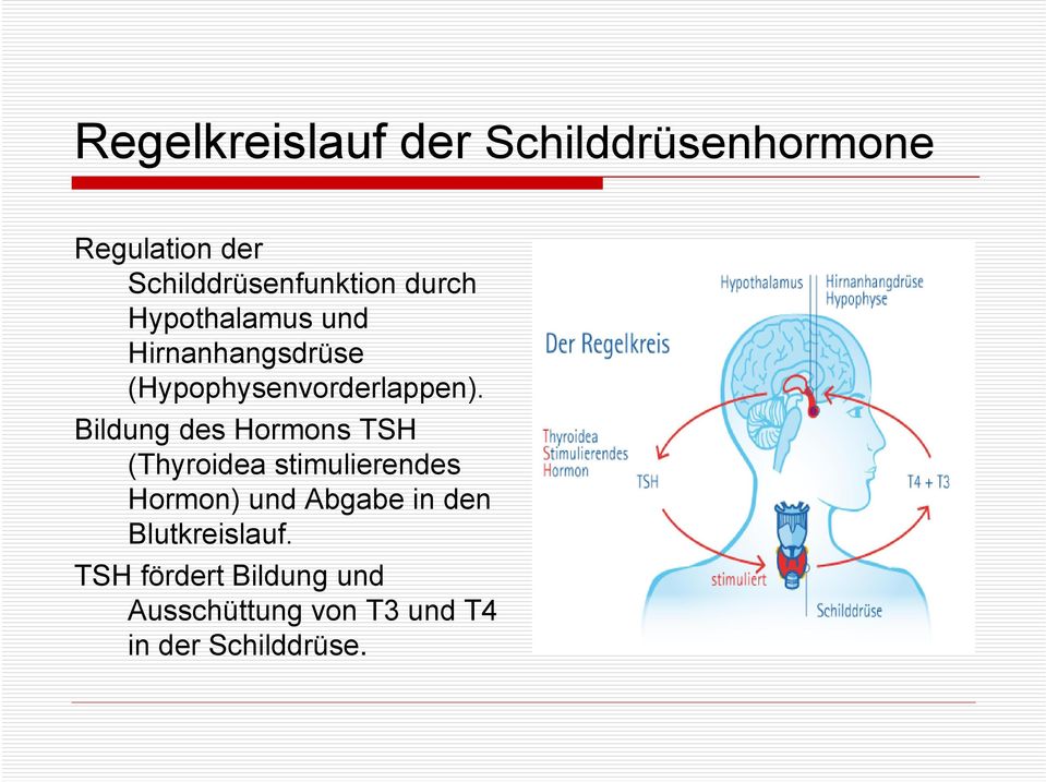 Bildung des Hormons TSH (Thyroidea stimulierendes Hormon) und Abgabe in den