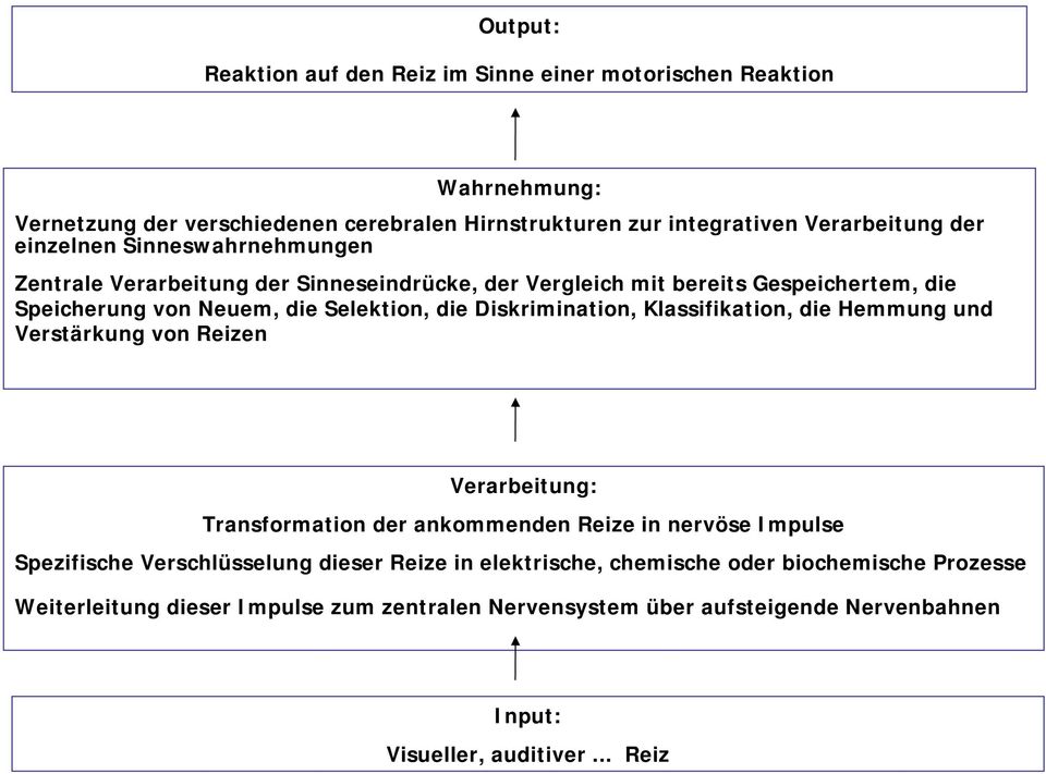 Diskrimination, Klassifikation, die Hemmung und Verstärkung von Reizen Verarbeitung: Transformation der ankommenden Reize in nervöse Impulse Spezifische Verschlüsselung