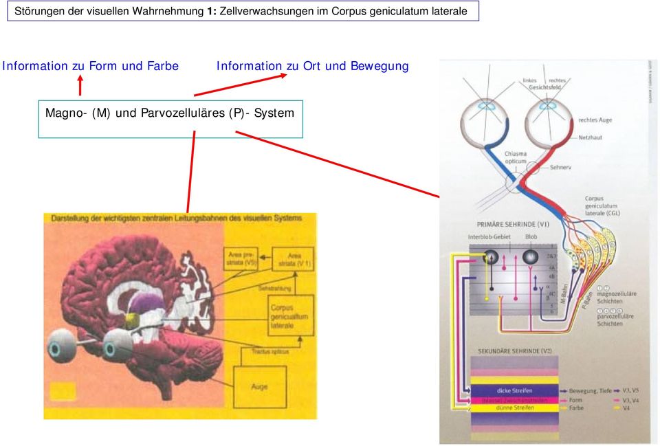 laterale Information zu Form und Farbe