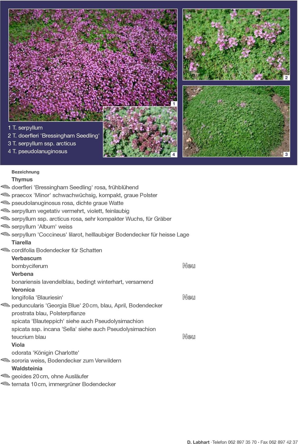 vegetativ vermehrt, violett, feinlaubig serpyllum ssp.