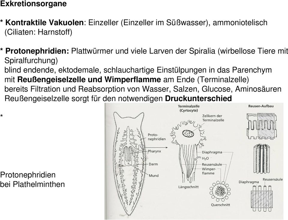 schlauchartige Einstülpungen in das Parenchym mit Reußengeiselzelle und Wimperflamme am Ende (Terminalzelle) bereits Filtration