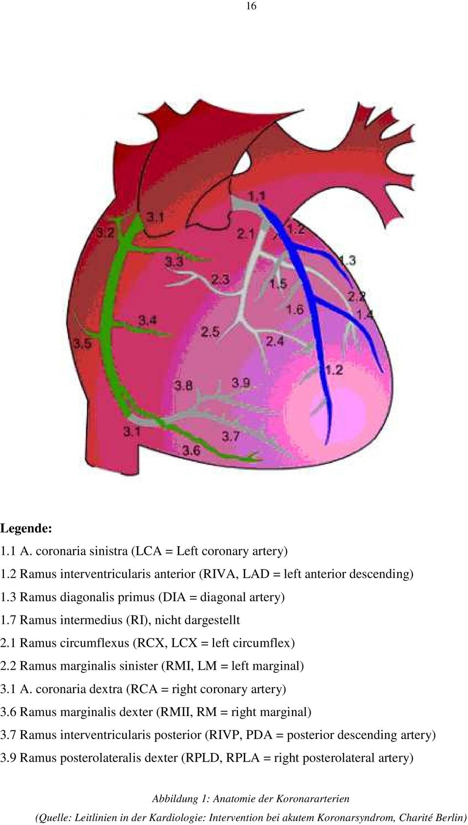2 Ramus marginalis sinister (RMI, LM = left marginal) 3.1 A. coronaria dextra (RCA = right coronary artery) 3.6 Ramus marginalis dexter (RMII, RM = right marginal) 3.