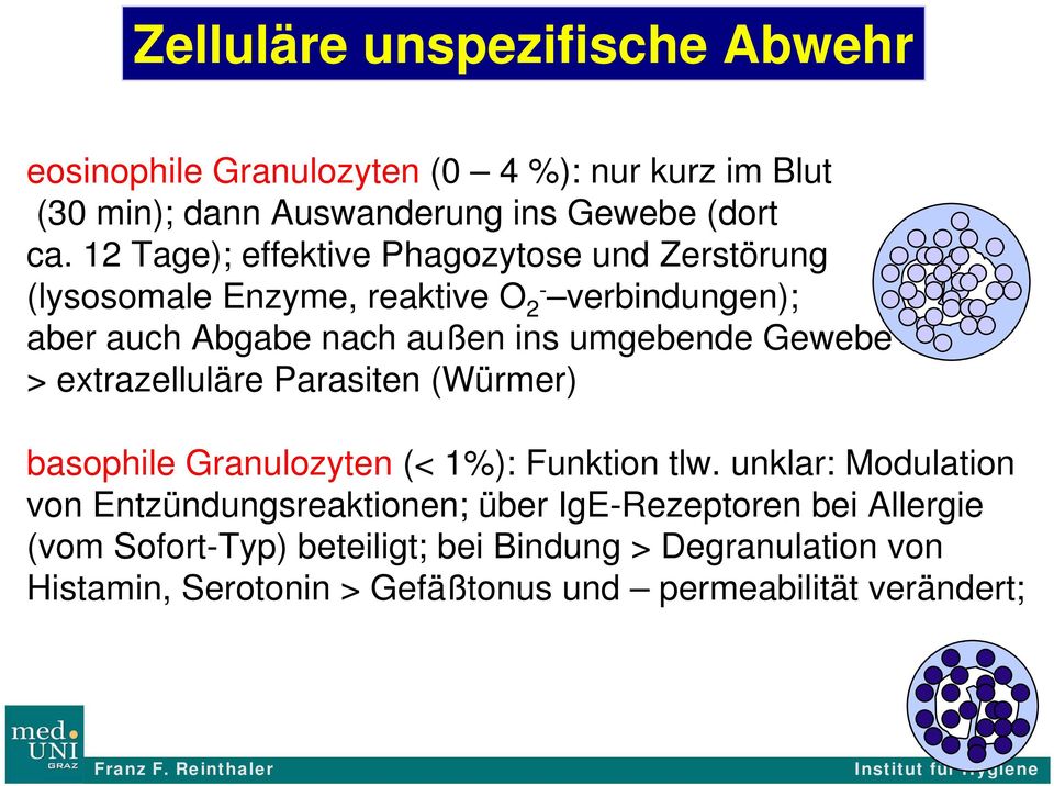Gewebe > extrazelluläre Parasiten (Würmer) basophile Granulozyten (< 1%): Funktion tlw.