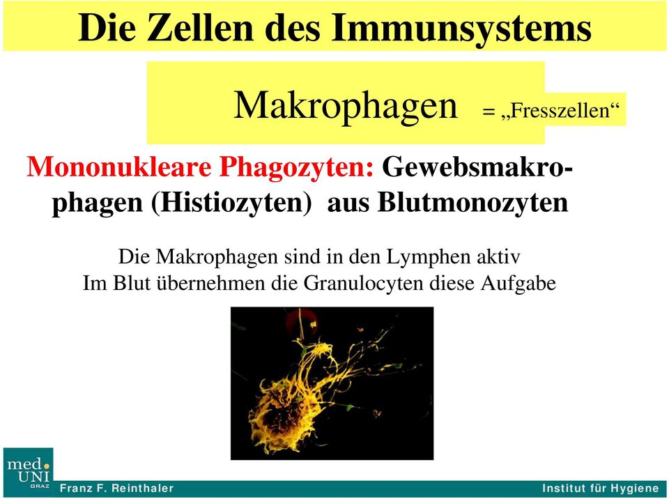 (Histiozyten) aus Blutmonozyten Die Makrophagen sind
