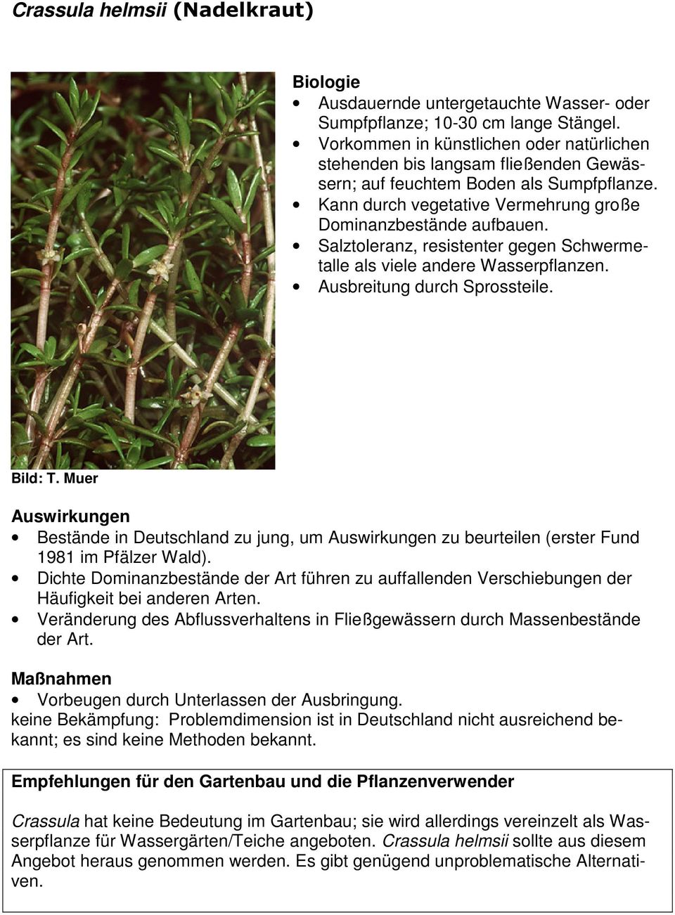 Salztoleranz, resistenter gegen Schwermetalle als viele andere Wasserpflanzen. Ausbreitung durch Sprossteile. Bestände in Deutschland zu jung, um zu beurteilen (erster Fund 1981 im Pfälzer Wald).