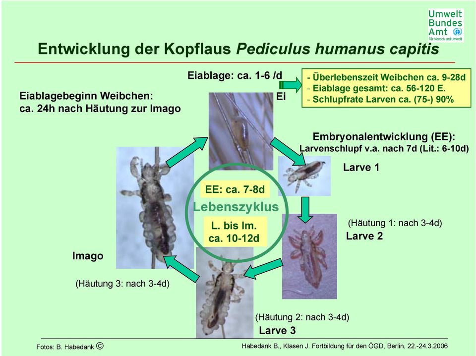 56-120 E. - Schlupfrate Larven ca. (75-) 90% Imago EE: ca. 7-8d Lebenszyklus L. bis Im. ca. 10-12d Embryonalentwicklung (EE): Larvenschlupf v.