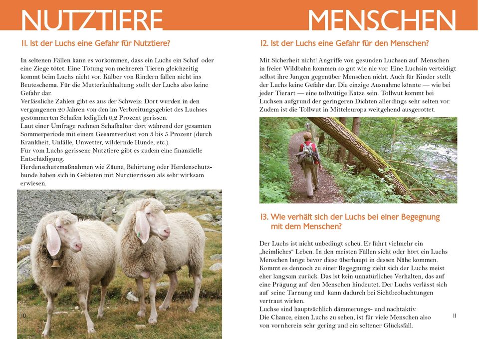 Verlässliche Zahlen gibt es aus der Schweiz: Dort wurden in den vergangenen 20 Jahren von den im Verbreitungsgebiet des Luchses gesömmerten Schafen lediglich 0,2 Prozent gerissen.