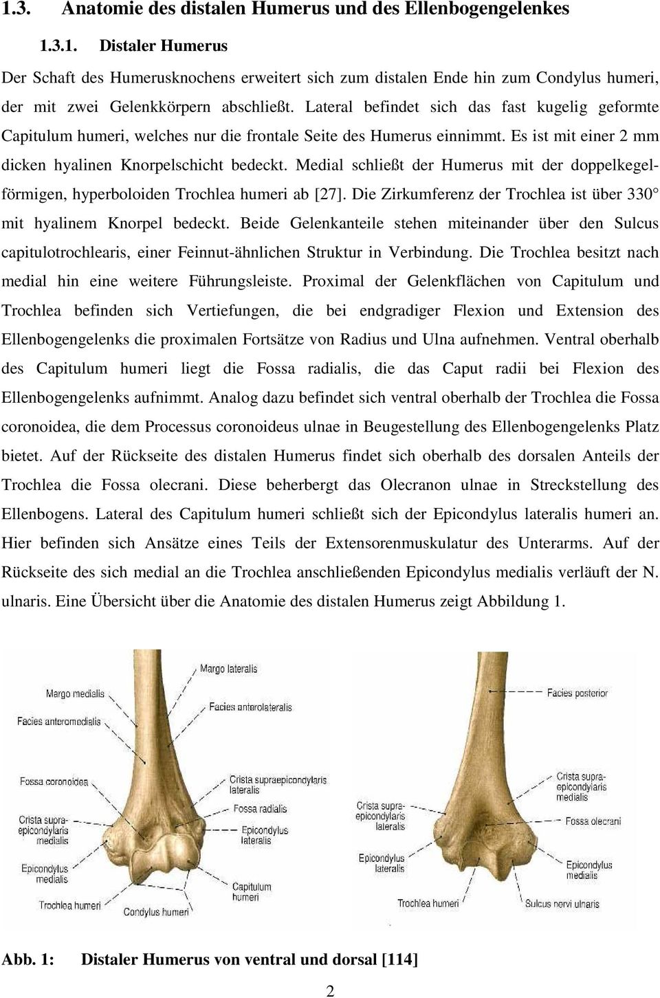 Medial schließt der Humerus mit der doppelkegelförmigen, hyperboloiden Trochlea humeri ab [27]. Die Zirkumferenz der Trochlea ist über 330 mit hyalinem Knorpel bedeckt.