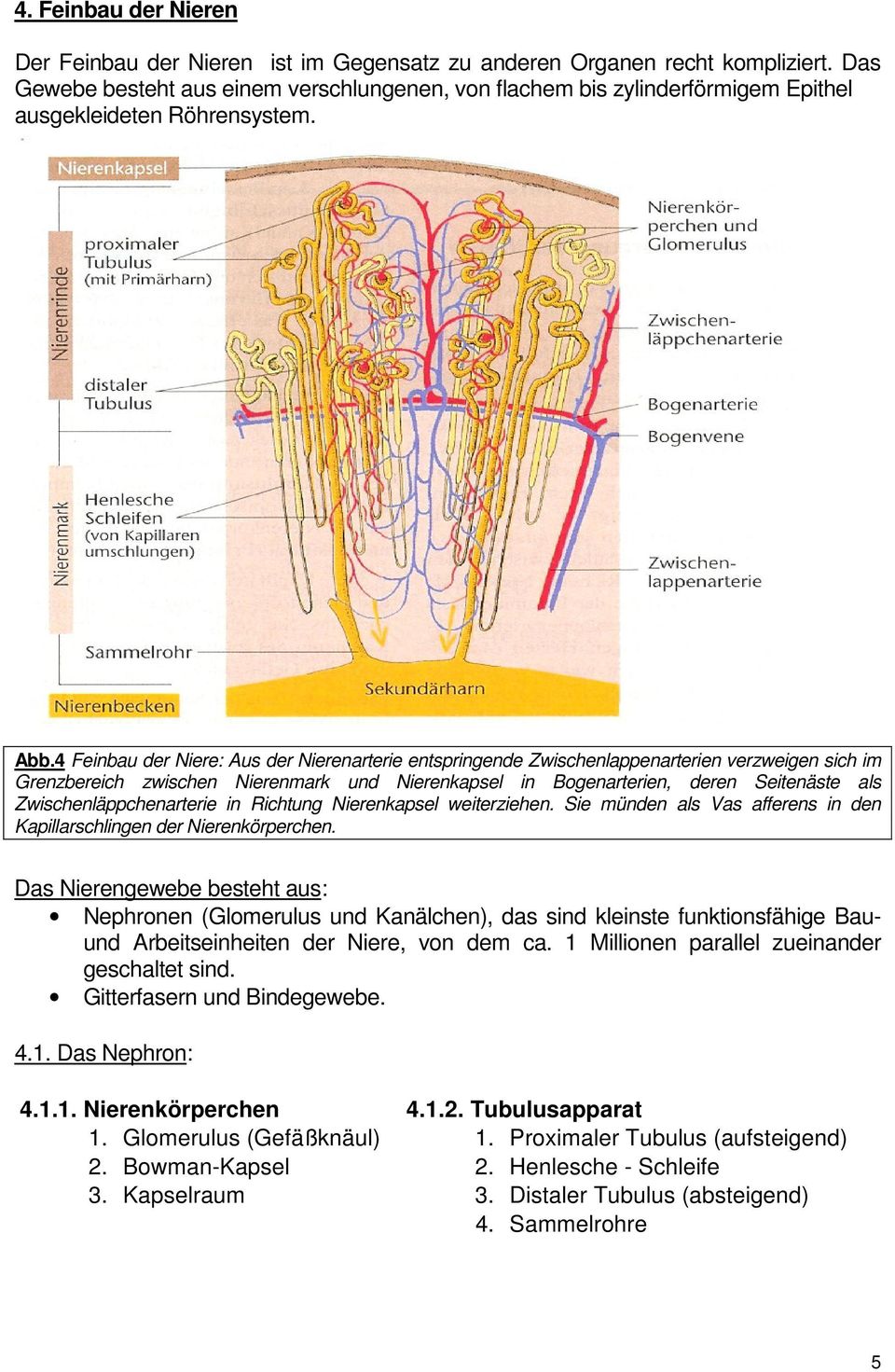 4 Feinbau der Niere: Aus der Nierenarterie entspringende Zwischenlappenarterien verzweigen sich im Grenzbereich zwischen Nierenmark und Nierenkapsel in Bogenarterien, deren Seitenäste als