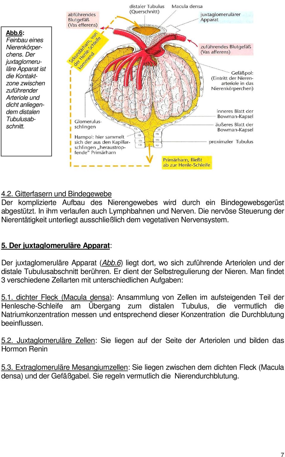 Die nervöse Steuerung der Nierentätigkeit unterliegt ausschließlich dem vegetativen Nervensystem. 5. Der juxtaglomeruläre Apparat: Der juxtaglomeruläre Apparat (Abb.