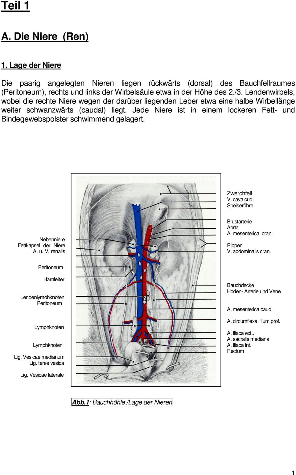 Jede Niere ist in einem lockeren Fett- und Bindegewebspolster schwimmend gelagert. Zwerchfell V. cava cud. Speiseröhre Brustarterie Aorta A. mesenterica cran. Nebenniere Fettkapsel der Niere Rippen A.