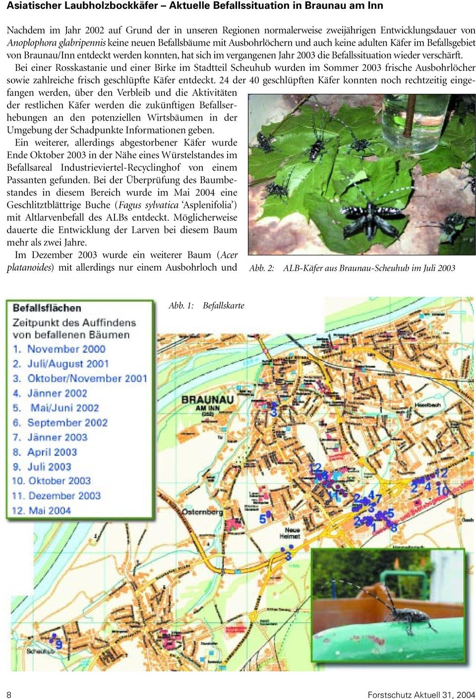 wieder verschärft. Bei einer Rosskastanie und einer Birke im Stadtteil Scheuhub wurden im Sommer 2003 frische Ausbohrlöcher sowie zahlreiche frisch geschlüpfte Käfer entdeckt.
