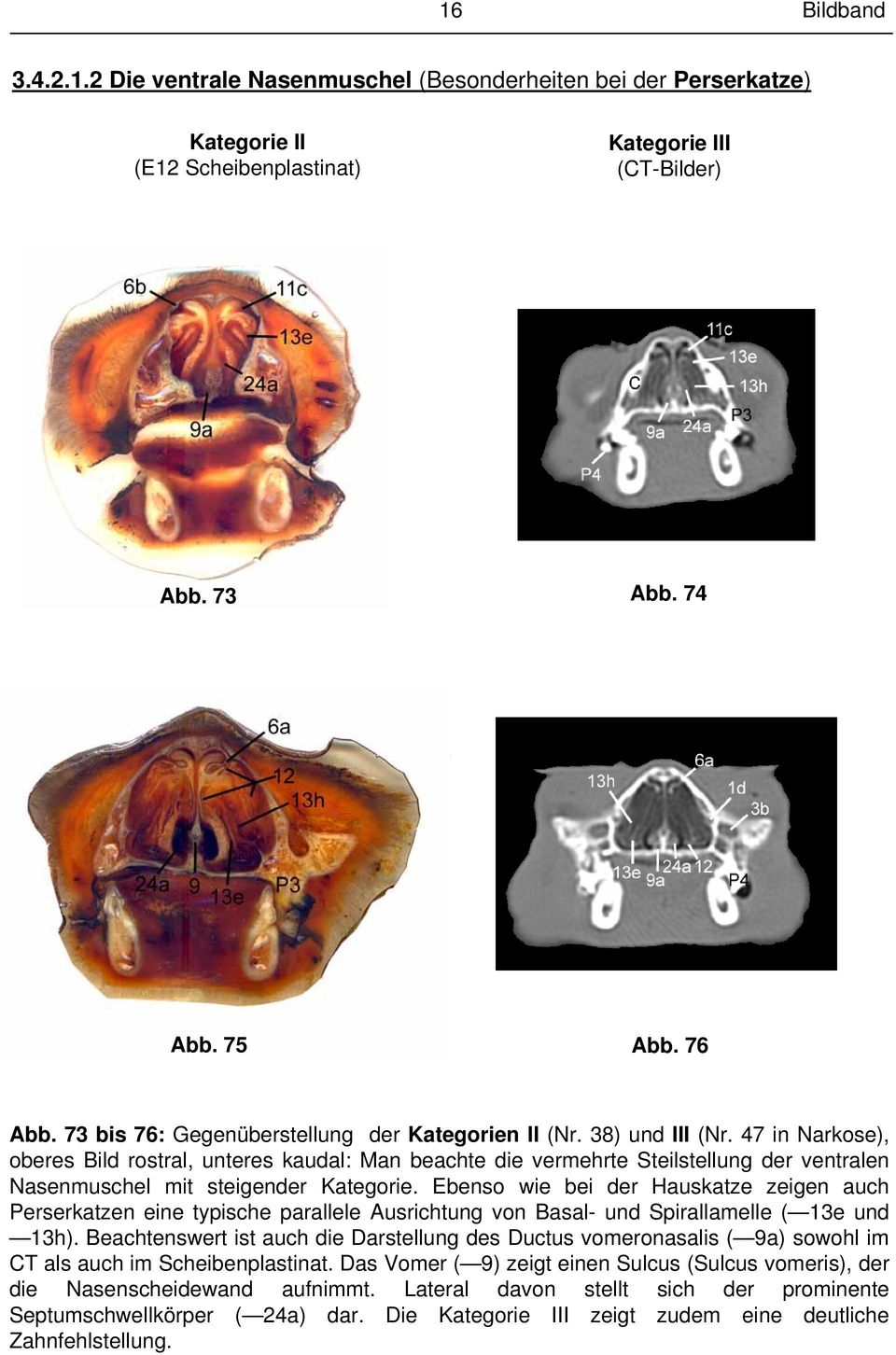 47 in Narkose), oberes Bild rostral, unteres kaudal: Man beachte die vermehrte Steilstellung der ventralen Nasenmuschel mit steigender Kategorie.