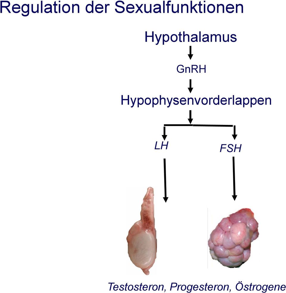 Hypothalamus GnRH