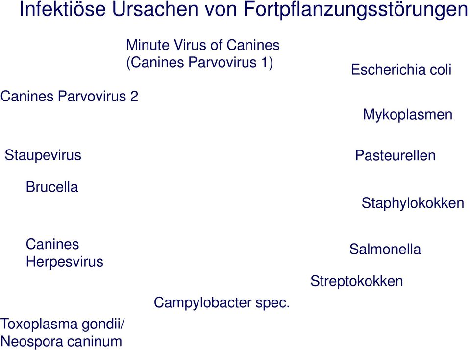 Escherichia coli Mykoplasmen Pasteurellen Staphylokokken Canines