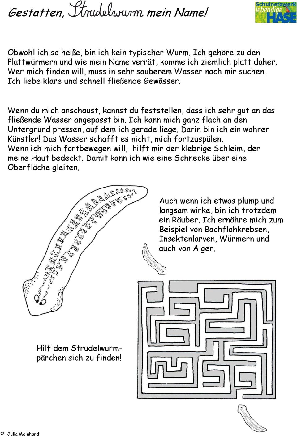 Wenn du mich anschaust, kannst du feststellen, dass ich sehr gut an das fließende Wasser angepasst bin. Ich kann mich ganz flach an den Untergrund pressen, auf dem ich gerade liege.