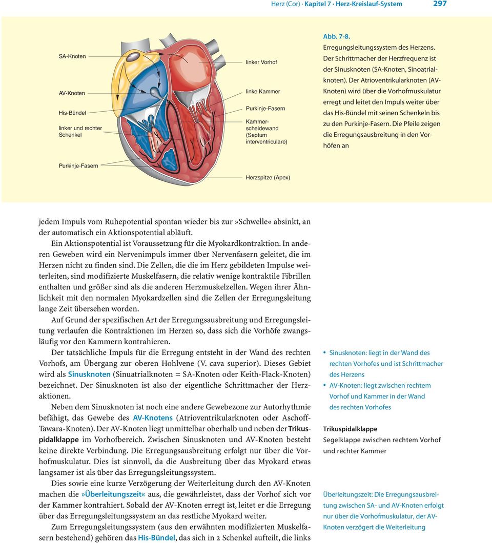 Der Schrittmacher der Herzfrequenz ist der Sinusknoten (SA-Knoten, Sinoatrialknoten).