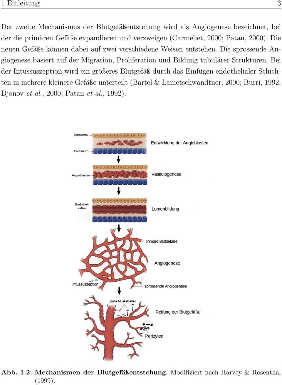 Die sprossende Angiogenese basiert auf der Migration, Proliferation und Bildung tubulärer Strukturen.