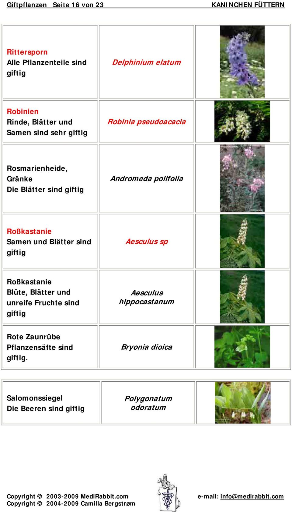 Samen und Blätter sind Aesculus sp Roßkastanie Blüte, Blätter und unreife Fruchte sind Aesculus