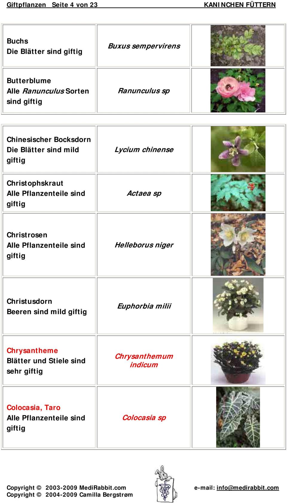 chinense Christophskraut Actaea sp Christrosen Helleborus niger Christusdorn Beeren sind mild