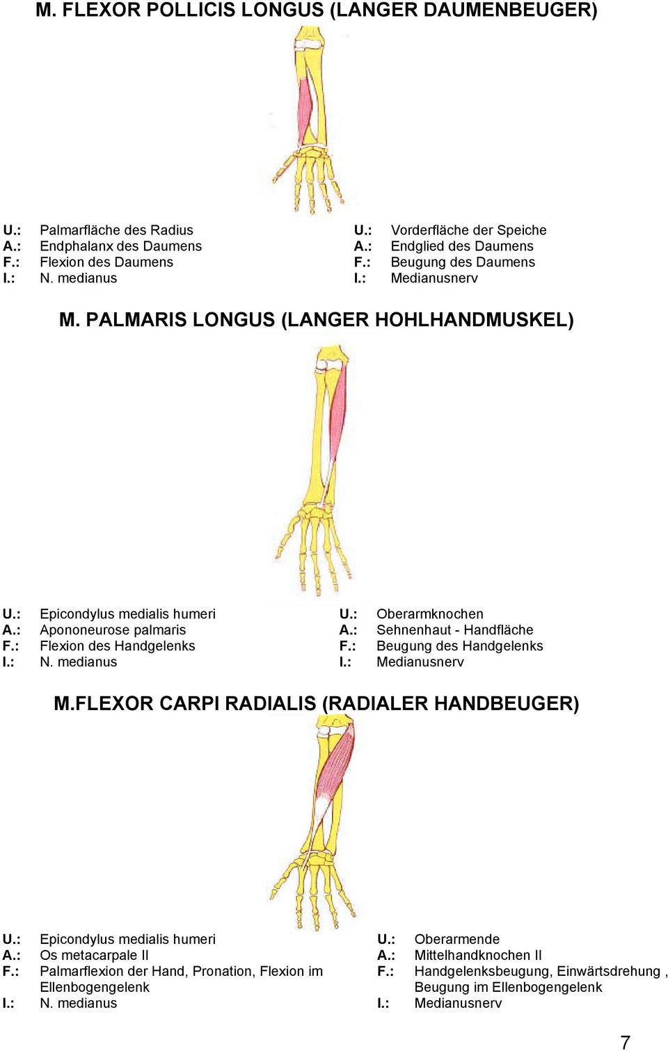 PALMARIS LONGUS (LANGER HOHLHANDMUSKEL) Epicondylus medialis humeri Apononeurose palmaris Flexion des Handgelenks N.
