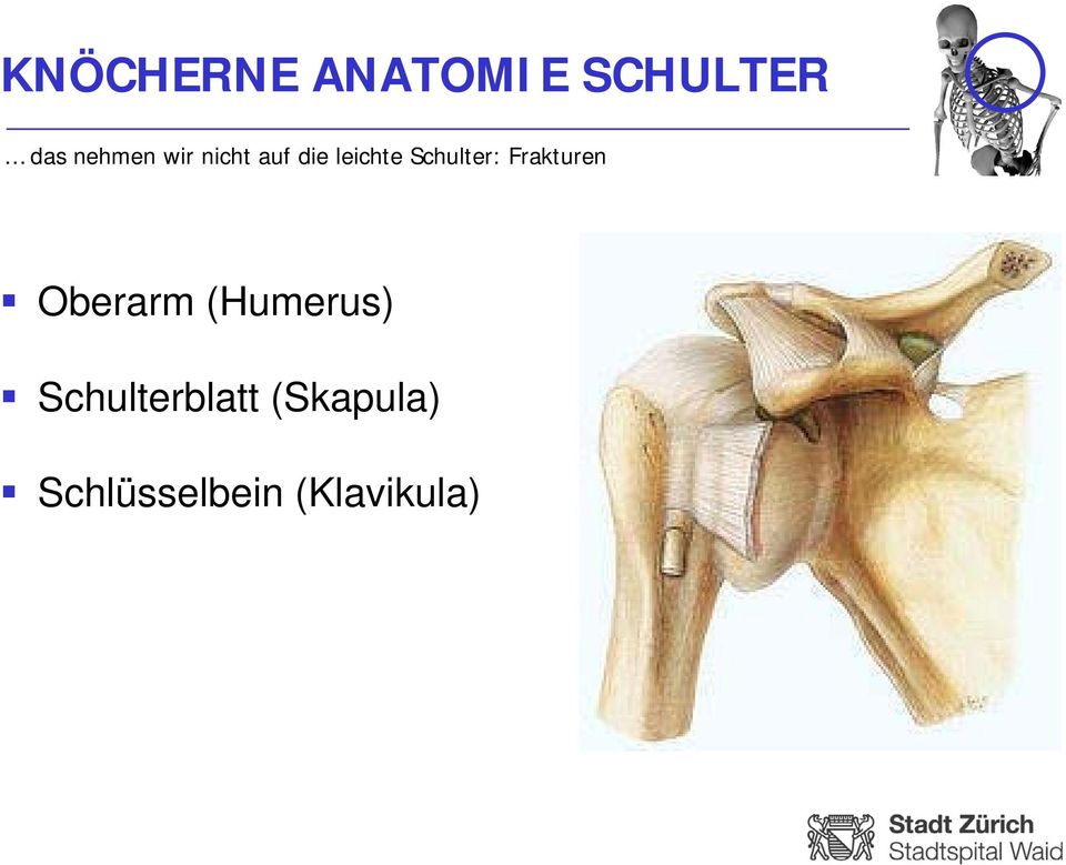Schulter: Frakturen Oberarm (Humerus)