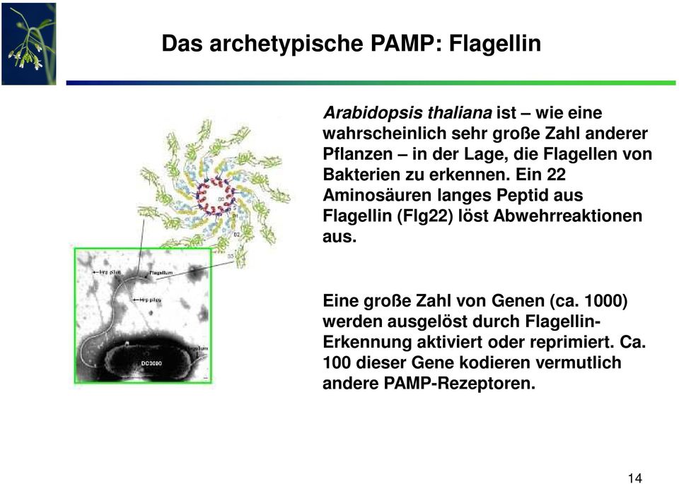 Ein 22 Aminosäuren langes Peptid aus Flagellin (Flg22) löst Abwehrreaktionen aus.