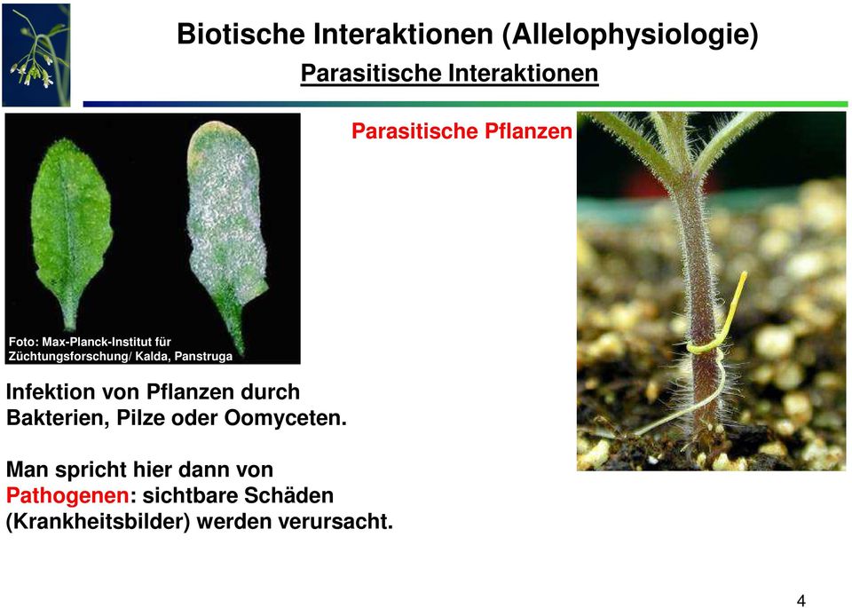 Panstruga Infektion von Pflanzen durch Bakterien, Pilze oder Oomyceten.