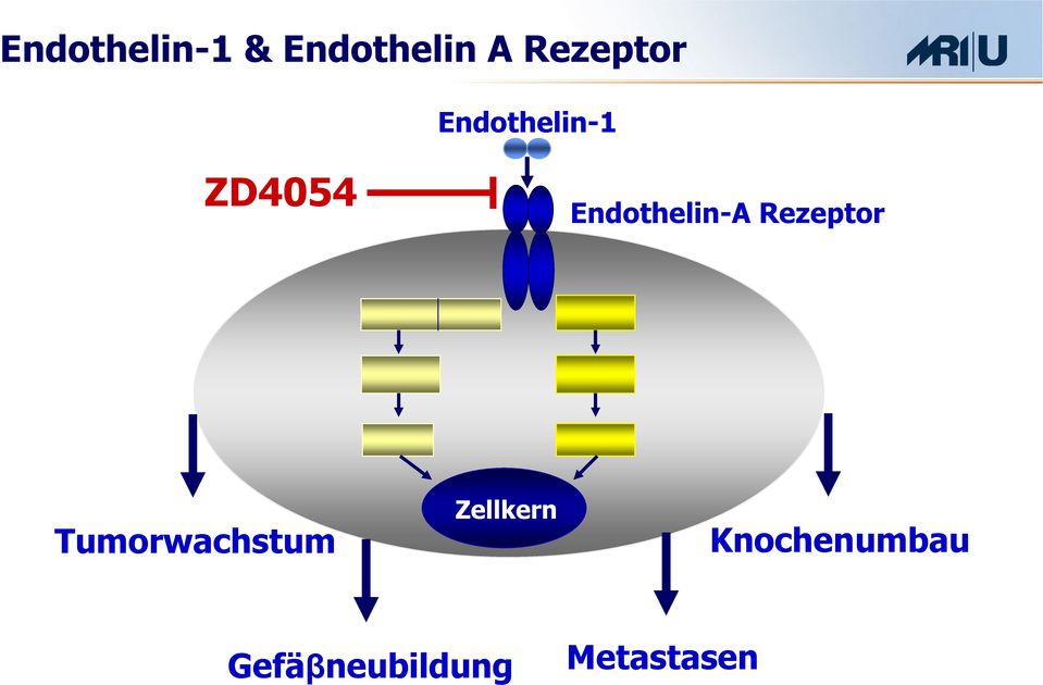 Endothelin-A Rezeptor Tumorwachstum