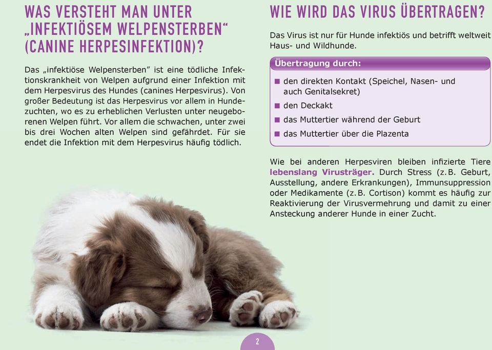 Von großer Bedeutung ist das Herpesvirus vor allem in Hundezuchten, wo es zu erheblichen Verlusten unter neugeborenen Welpen führt.