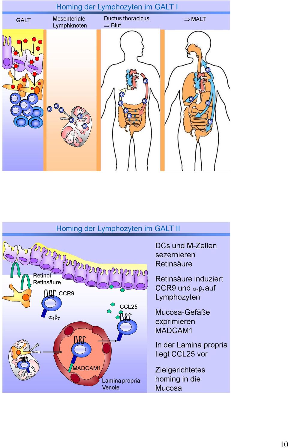 Retinsäure Retinsäure induziert CCR9 und 4 7 auf Lymphozyten Mucosa-Gefäße exprimieren MADCAM1 In