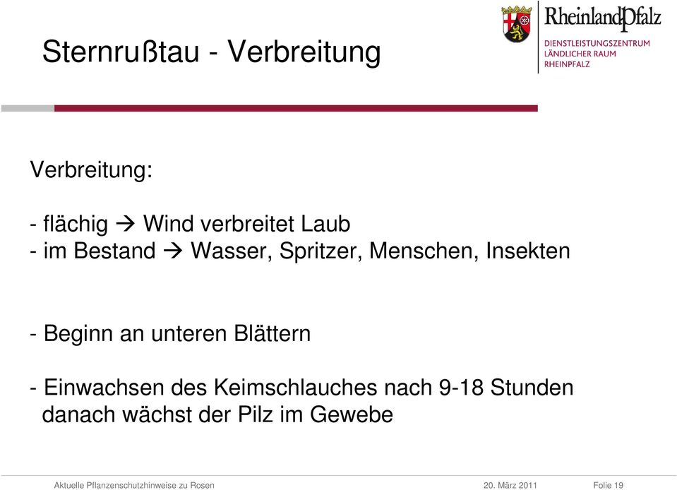 Insekten Beginn an unteren Blättern Einwachsen des