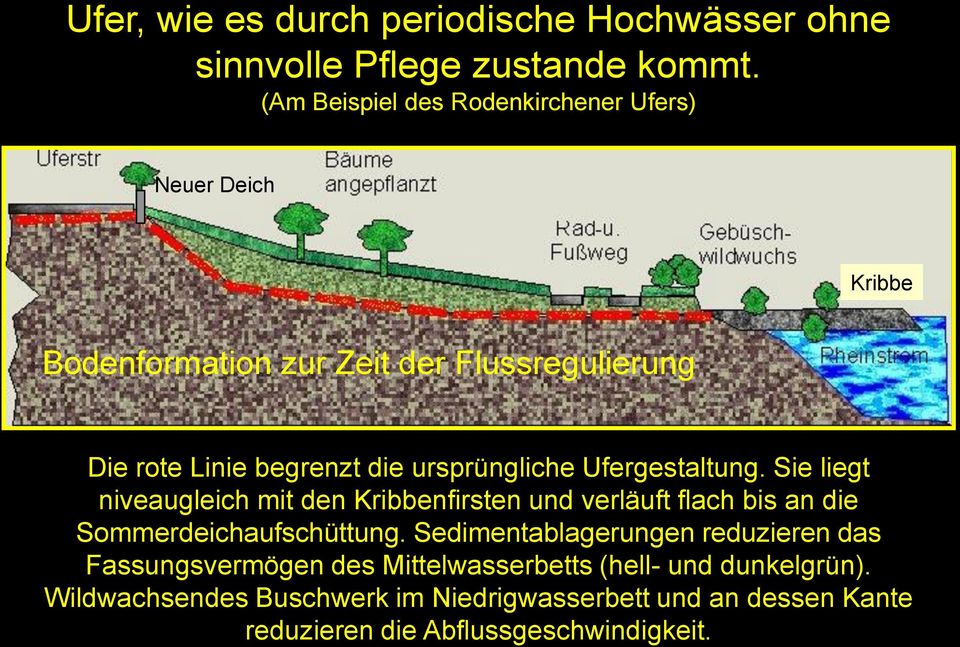 ursprüngliche Ufergestaltung. Sie liegt niveaugleich mit den Kribbenfirsten und verläuft flach bis an die Sommerdeichaufschüttung.