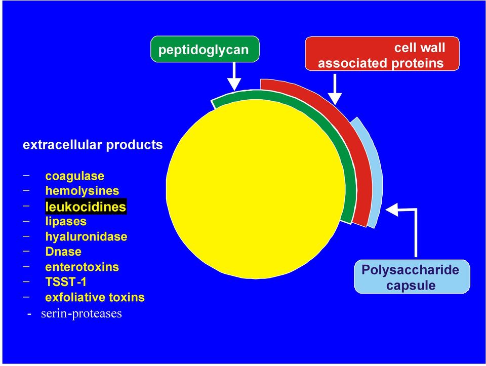 leukocidines lipases hyaluronidase Dnase