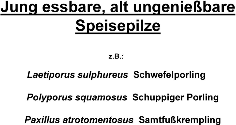 : Laetiporus sulphureus Schwefelporling