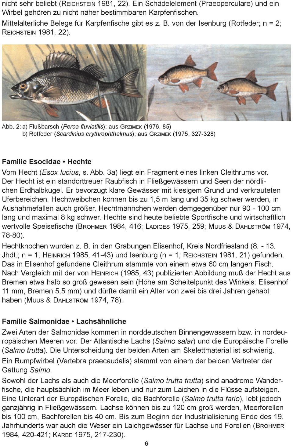 2: a) Flußbarsch (Perca fluviatilis); aus Grzimek (1976, 85) b) Rotfeder (Scardinius erythrophthalmus); aus Grzimek (1975, 327-328) Familie Esocidae Hechte Vom Hecht (Esox lucius, s. Abb.