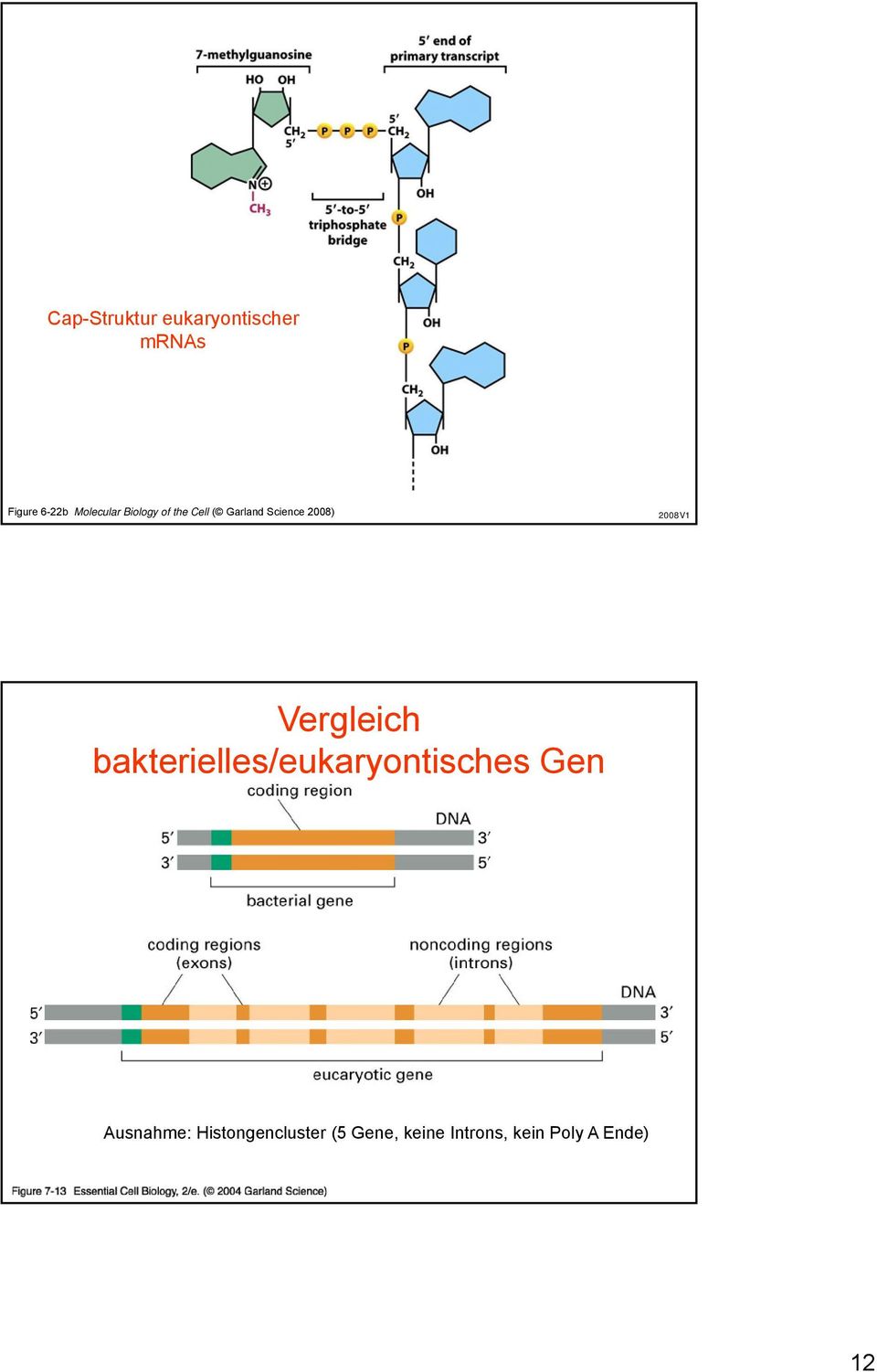 bakterielles/eukaryontisches 07_13_Eucar_v_bact.