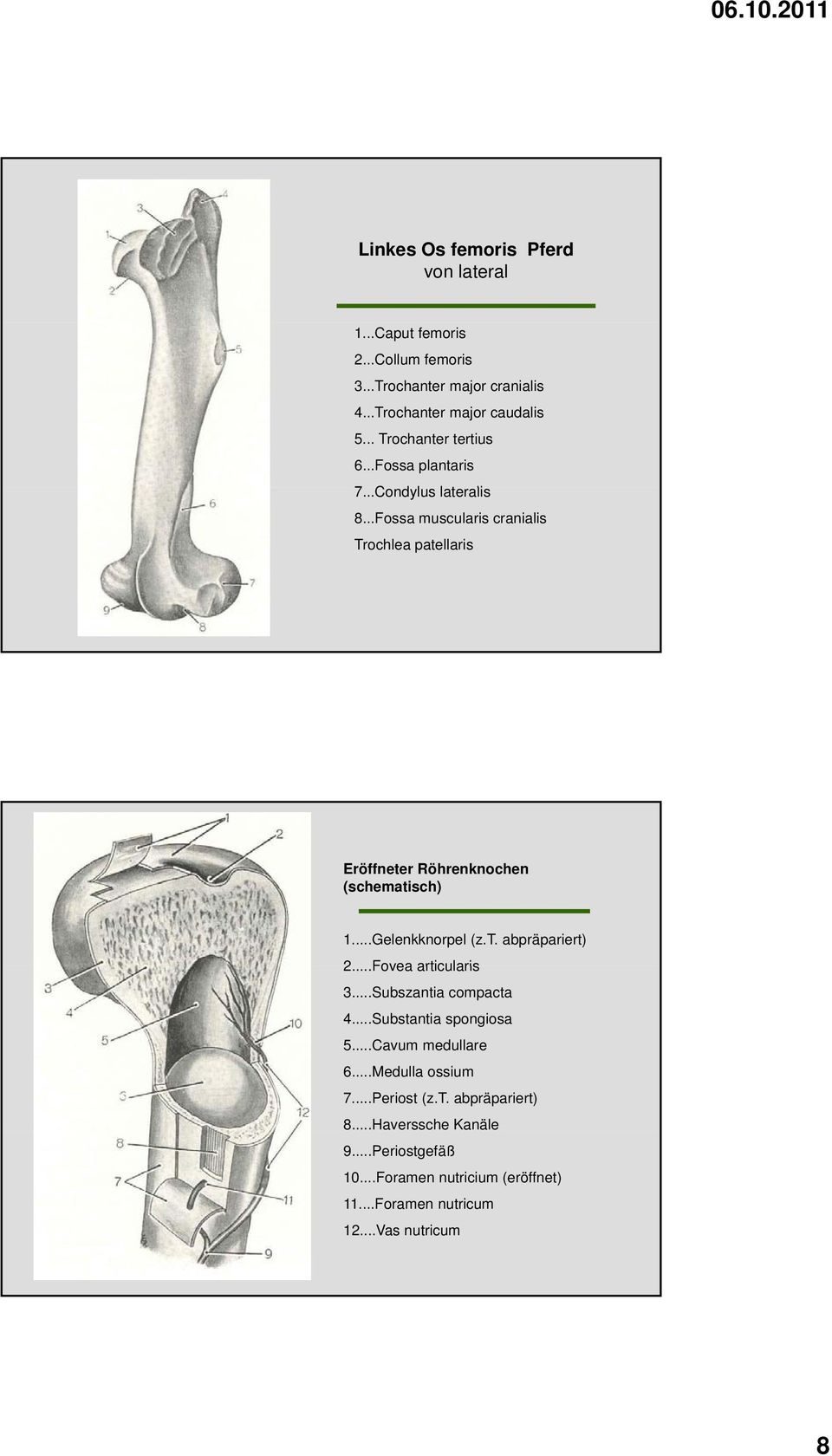 ..Fossa muscularis cranialis Trochlea patellaris Eröffneter Röhrenknochen (schematisch) 1...Gelenkknorpel (z.t. abpräpariert) 2.
