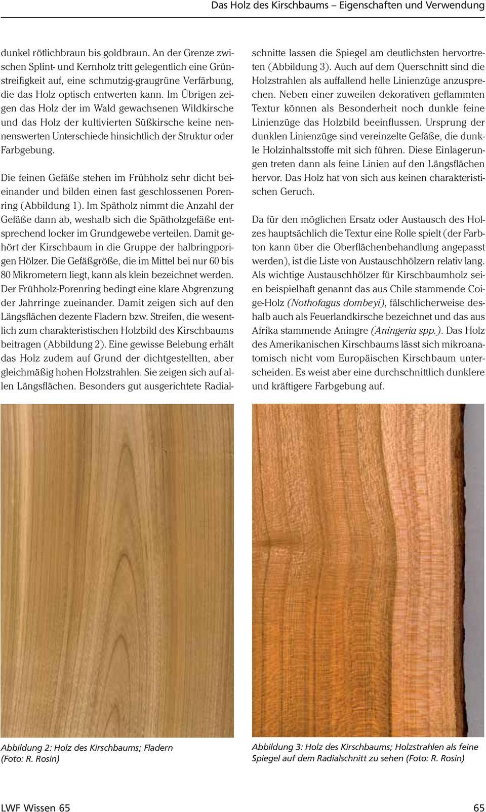 Die feinen Gefäße stehen im Frühholz sehr dicht bei - einander und bilden einen fast geschlossenen Porenring (Abbildung 1).