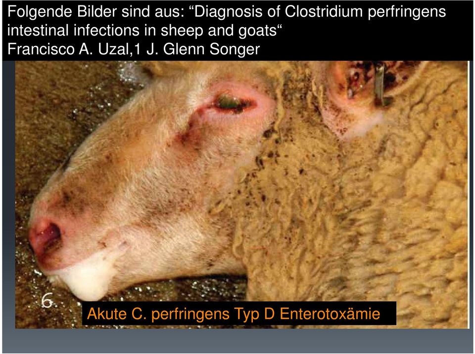 infections in sheep and goats Francisco A.